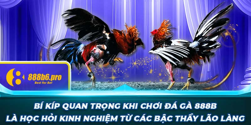 Bí kíp quan trọng khi chơi đá gà 888B là học hỏi kinh nghiệm từ các bậc thầy lão làng