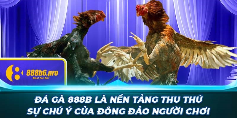 Đá gà 888B là nền tảng thu thú sự chú ý của đông đảo người chơi